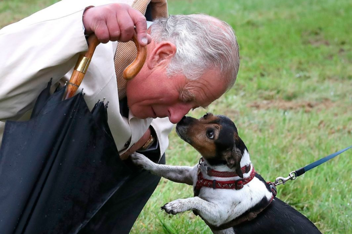 Beth, cachorra da Família Real britânica - Foto: Reprodução/ Instagram