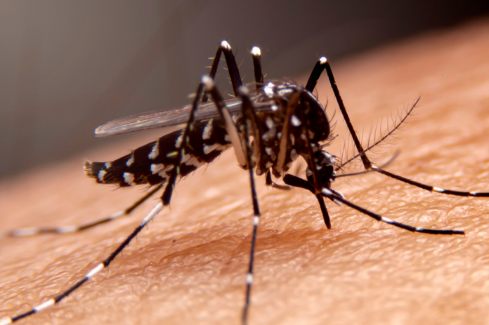 Mosquito da Dengue - Foto: Reprodução
